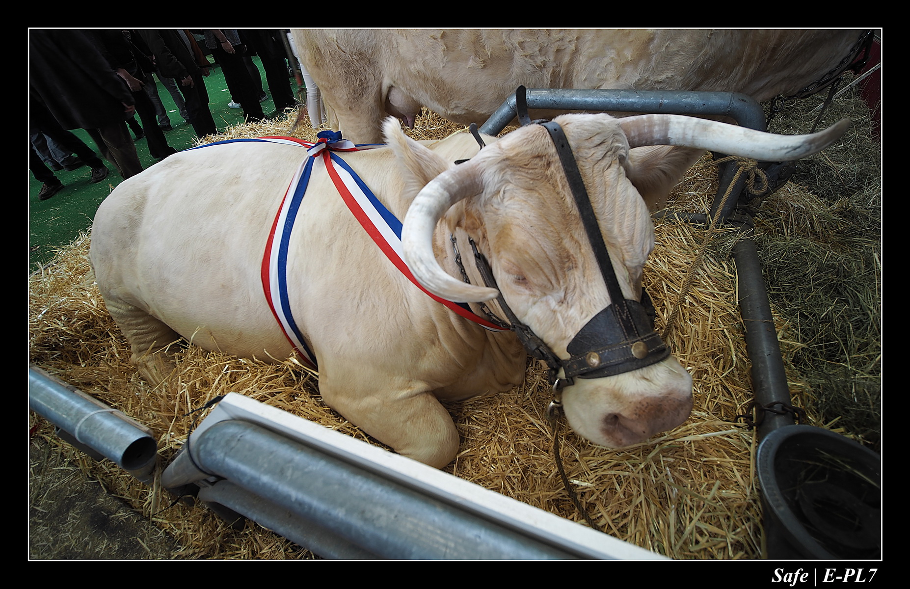 2020 - 02 - Salon agriculture 56